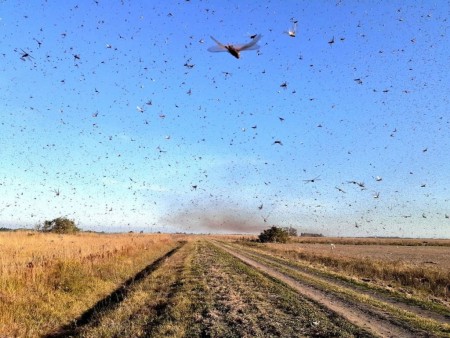 Corrientes: La manga de langostas continúa en la zona de Curuzú Cuatiá-Esquina.