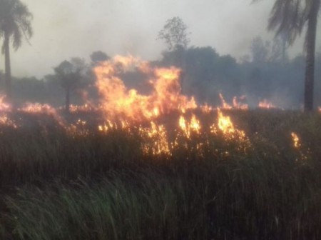 En Corrientes, se originan unos 150 focos diarios de incendios forestales con pérdidas importantes.